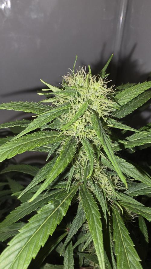 ACE once again. 3x Super Malawi Haze. Week 15 - Day 101