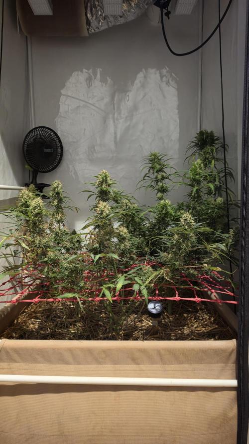 ACE once again. 3x Super Malawi Haze. Week 16 - Day 105