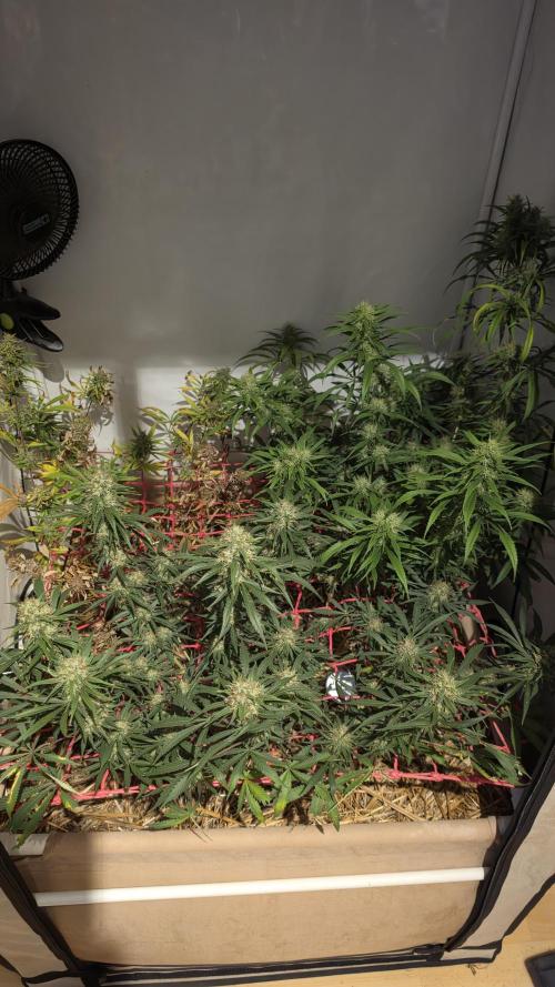 ACE once again. 3x Super Malawi Haze. Week 16 - Day 105