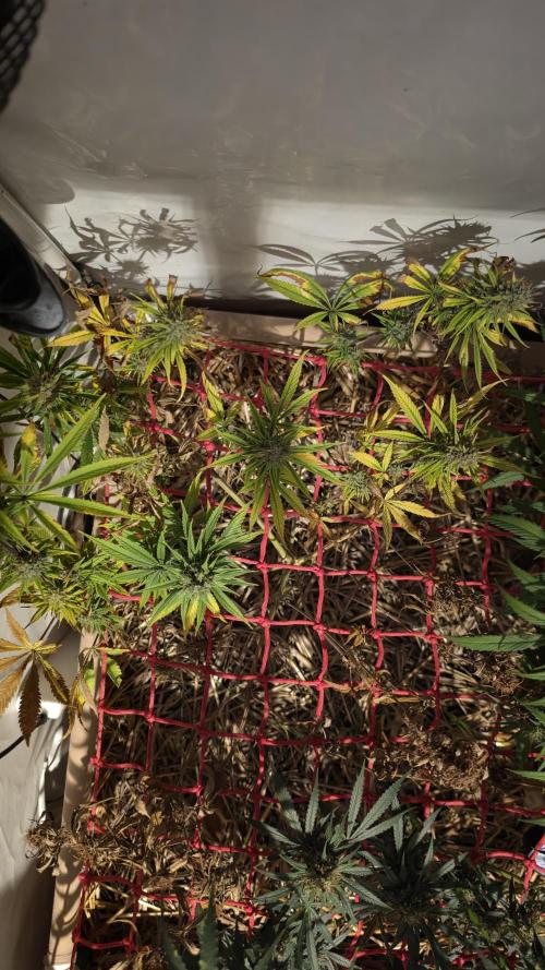 ACE once again. 3x Super Malawi Haze. Week 16 - SMH 1 Day 105