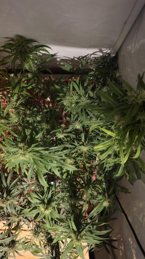 ACE once again. 3x Super Malawi Haze. Week 16 - SMH 2 Day 105