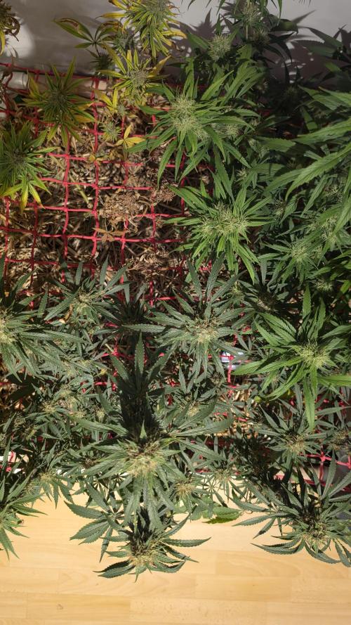 ACE once again. 3x Super Malawi Haze. Week 16 - SMH 3 Day 105