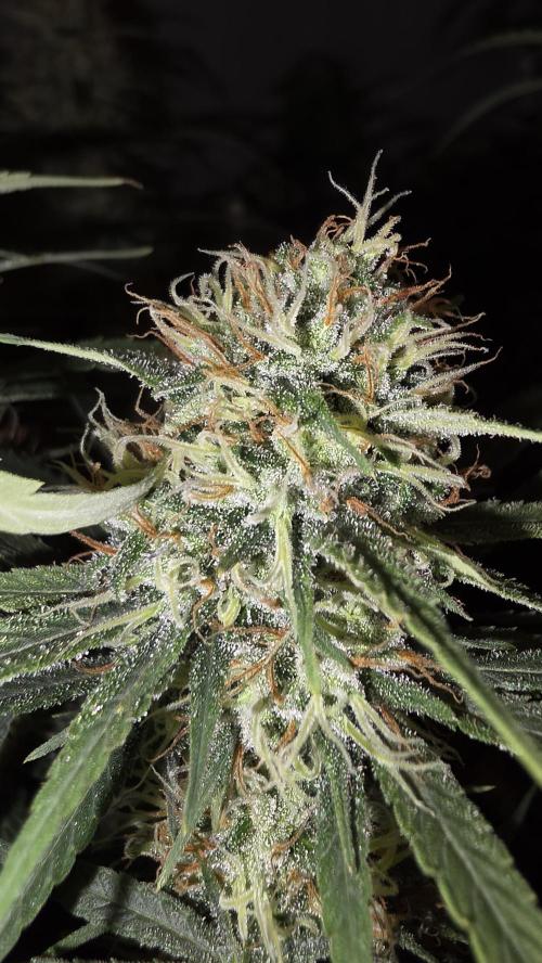 ACE once again. 3x Super Malawi Haze. Week 16 - Day 105