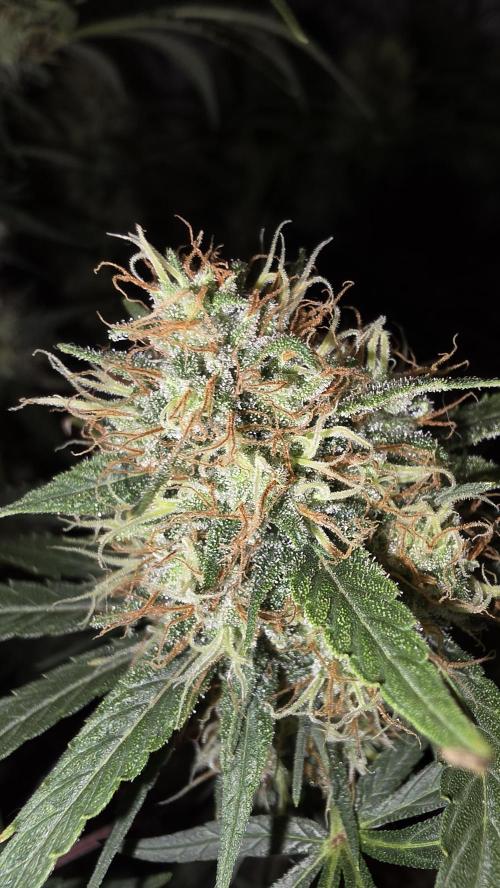 ACE once again. 3x Super Malawi Haze. Week 16 - Day 105