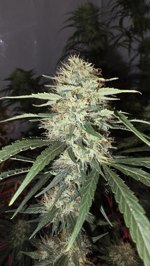 ACE once again. 3x Super Malawi Haze. Week 16 - Day 105