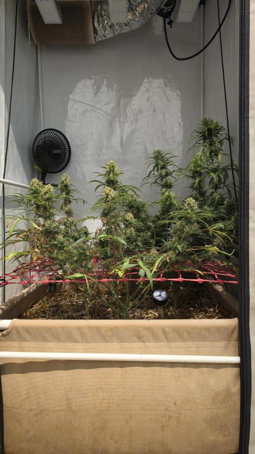 ACE once again. 3x Super Malawi Haze. Week 16 - Day 108