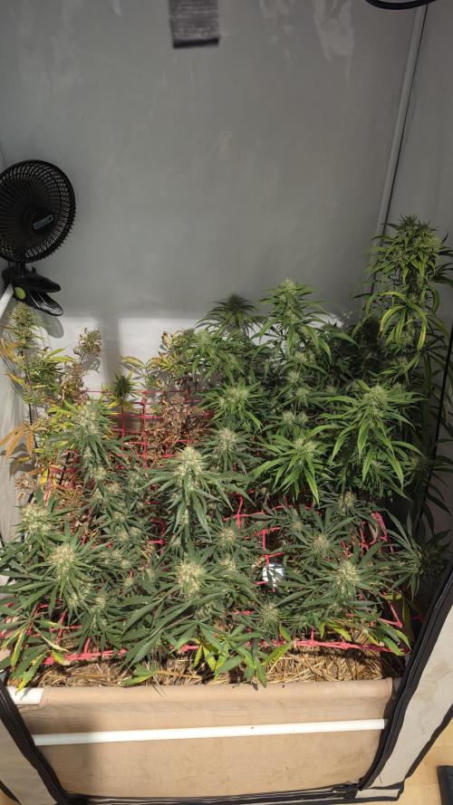 ACE once again. 3x Super Malawi Haze. Week 16 - Day 108
