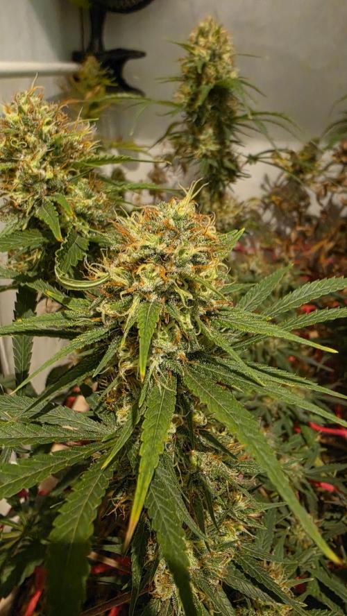 ACE once again. 3x Super Malawi Haze. Week 16 - Day 108