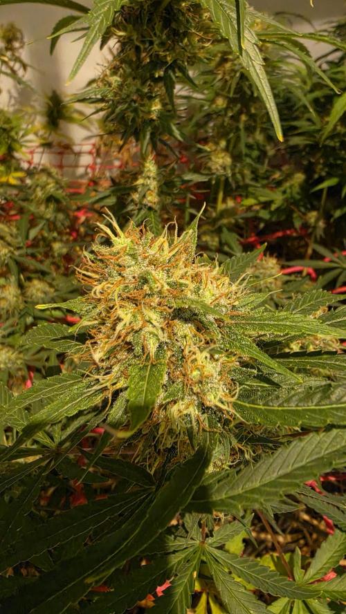 ACE once again. 3x Super Malawi Haze. Week 16 - Day 108