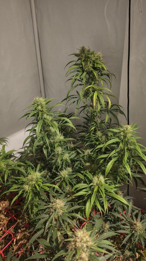 ACE once again. 3x Super Malawi Haze. Week 16 - Day 108