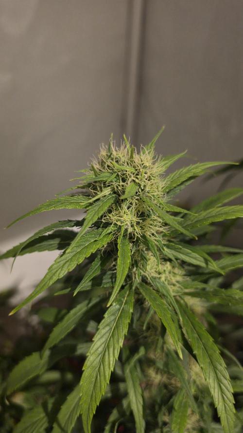 ACE once again. 3x Super Malawi Haze. Week 16 - Day 108