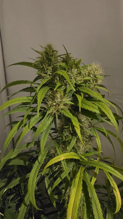 ACE once again. 3x Super Malawi Haze. Week 16 - Day 108