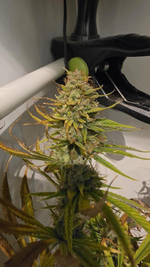 ACE once again. 3x Super Malawi Haze. Week 16 - Day 108