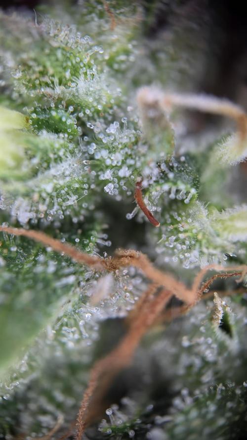 ACE once again. 3x Super Malawi Haze. Week 16 - SMH 3 Day 108 