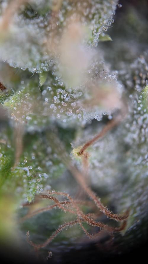 ACE once again. 3x Super Malawi Haze. Week 16 - SMH 1 Day 108