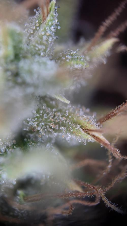 ACE once again. 3x Super Malawi Haze. Week 16 - SMH 1 Day 108