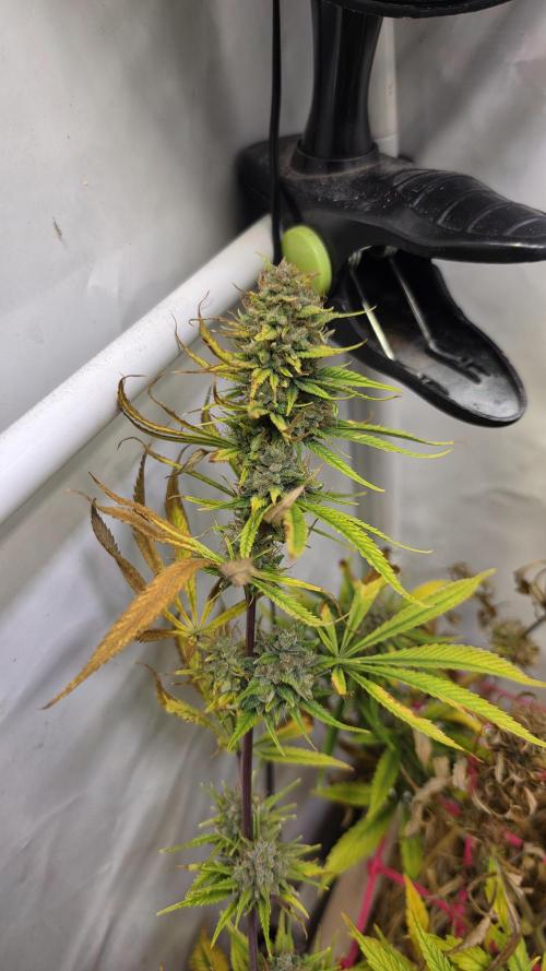 ACE once again. 3x Super Malawi Haze. Week 17 - SMH 1 Day 109 Harvest