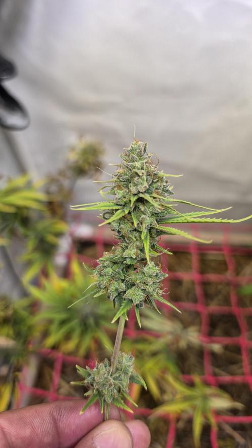 ACE once again. 3x Super Malawi Haze. Week 17 - SMH 1 Day 109 Harvest