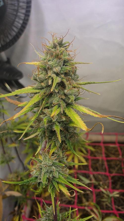 ACE once again. 3x Super Malawi Haze. Week 17 - SMH 1 Day 109 Harvest