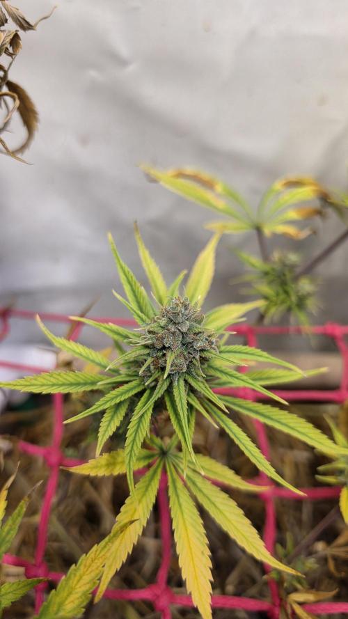 ACE once again. 3x Super Malawi Haze. Week 17 - SMH 1 Day 109 Harvest