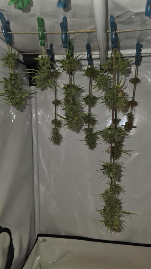 ACE once again. 3x Super Malawi Haze. Week 17 - SMH 1 Day 109 Harvest