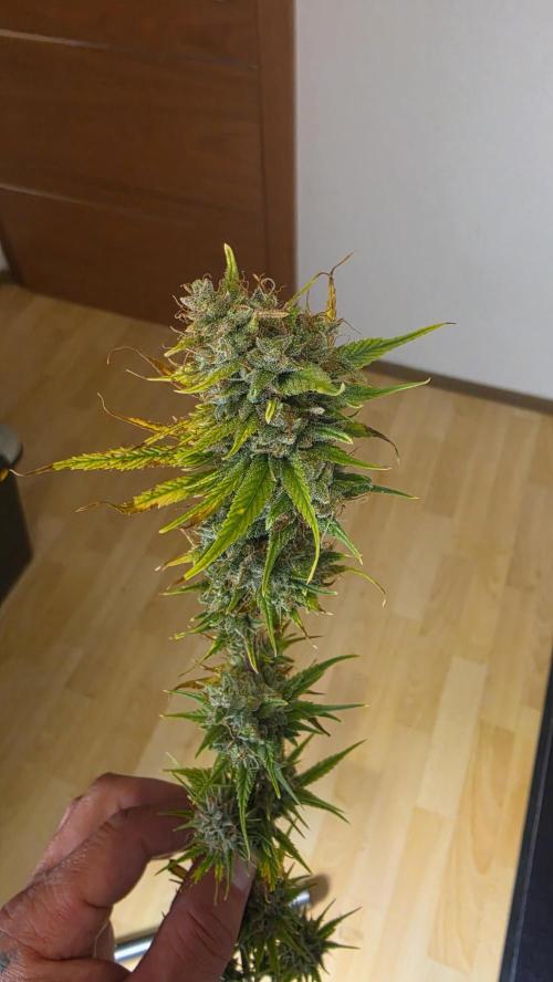 ACE once again. 3x Super Malawi Haze. Week 17 - SMH 1 Day 109 Harvest