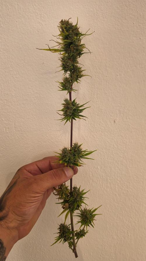 ACE once again. 3x Super Malawi Haze. Week 17 - SMH 1 Day 109 Harvest