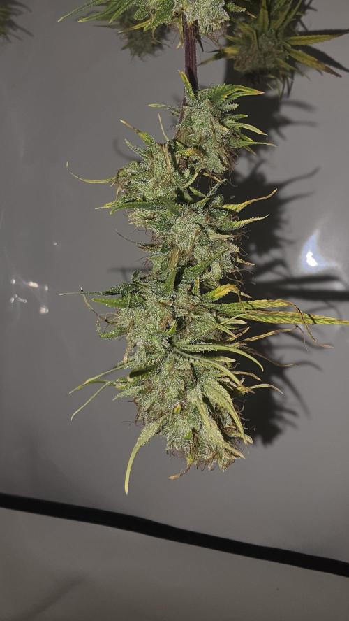 ACE once again. 3x Super Malawi Haze. Week 17 - SMH 1 Day 109 Harvest