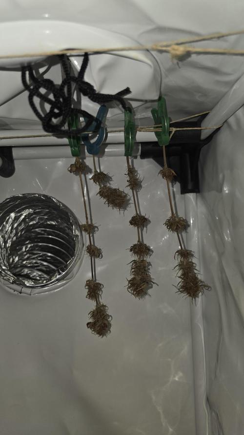 ACE once again. 3x Super Malawi Haze. Week 17 - SMH 1 Day 109 Harvest