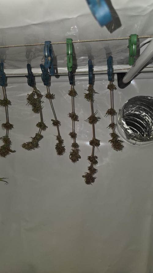 ACE once again. 3x Super Malawi Haze. Week 17 - SMH 1 Day 109 Harvest