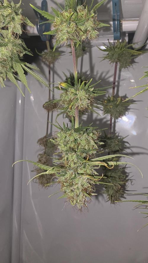 ACE once again. 3x Super Malawi Haze. Week 17 - SMH 1 Day 109 Harvest