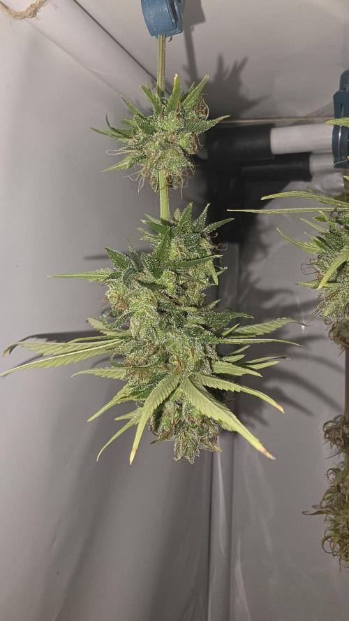 ACE once again. 3x Super Malawi Haze. Week 17 - SMH 1 Day 109 Harvest