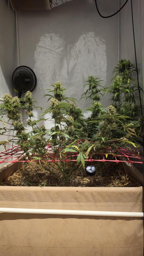 ACE once again. 3x Super Malawi Haze. Week 18 - Day 111