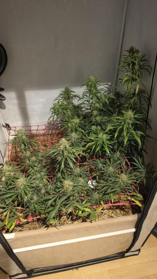 ACE once again. 3x Super Malawi Haze. Week 18 - Day 111