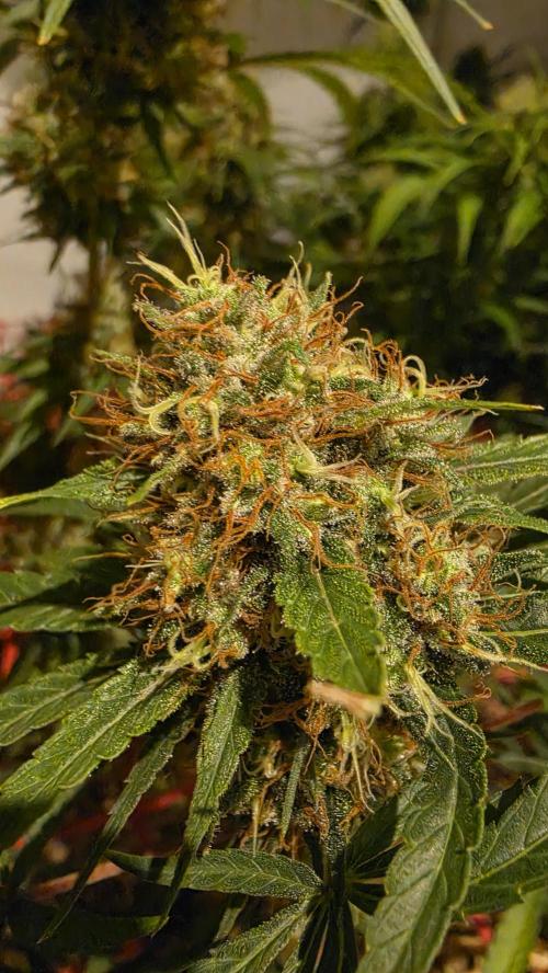 ACE once again. 3x Super Malawi Haze. Week 18 - SMH 3 Day 111