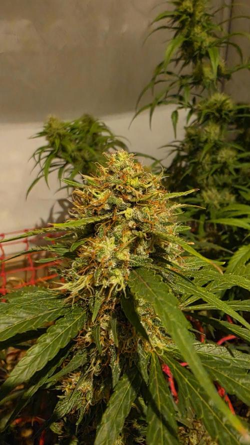 ACE once again. 3x Super Malawi Haze. Week 18 - SMH 3 Day 111