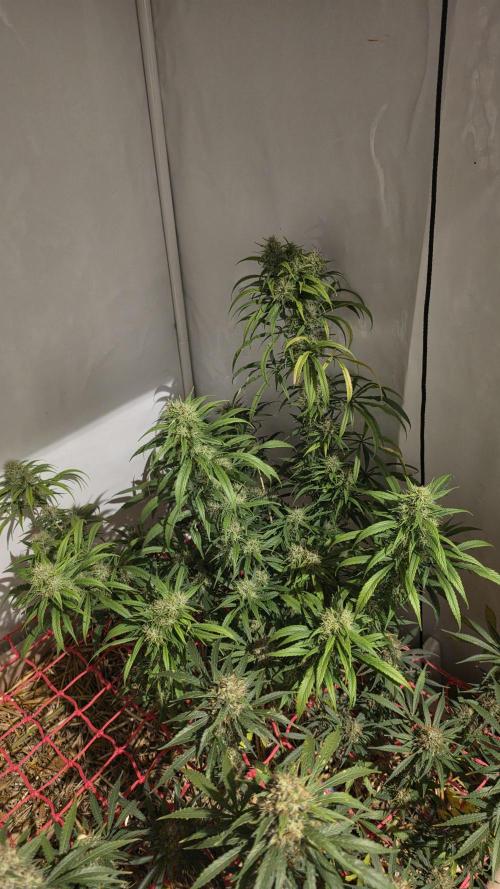 ACE once again. 3x Super Malawi Haze. Week 18 - SMH 2 Day 111