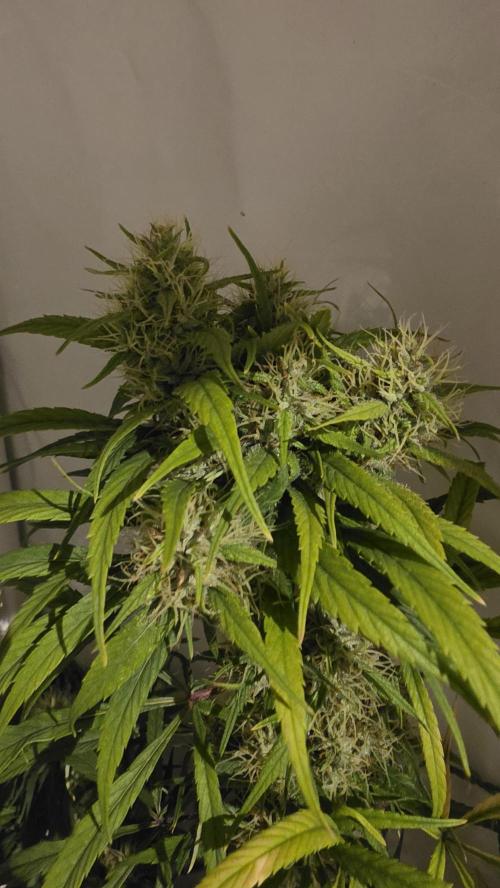 ACE once again. 3x Super Malawi Haze. Week 18 - SMH 2 Day 111