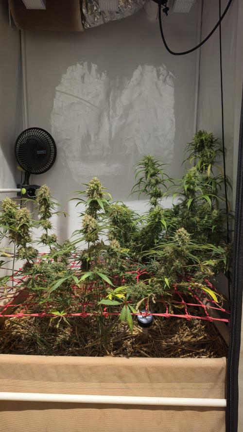 ACE once again. 3x Super Malawi Haze. Week 18 - Day 113