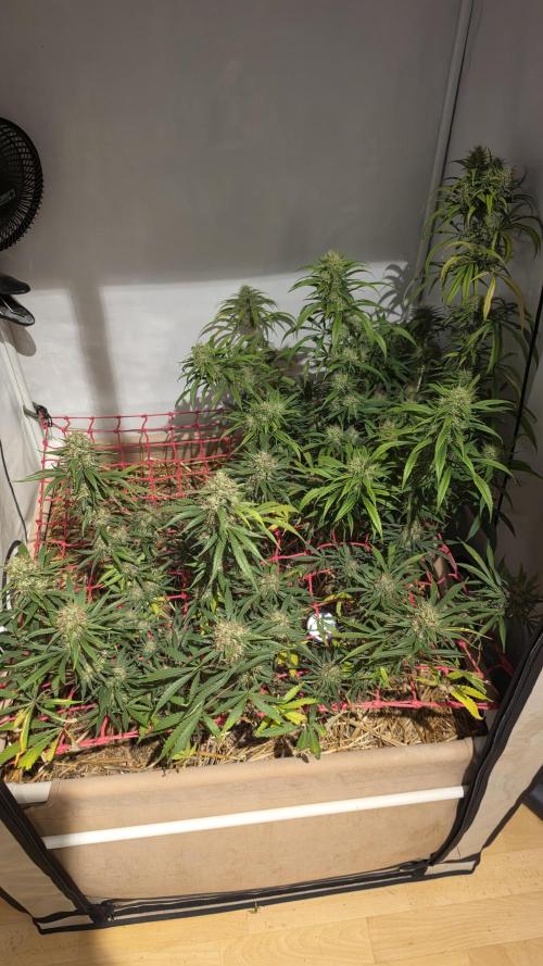 ACE once again. 3x Super Malawi Haze. Week 18 - Day 113