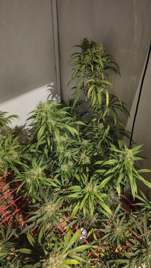 ACE once again. 3x Super Malawi Haze. Week 18 - SMH 2 Day 113