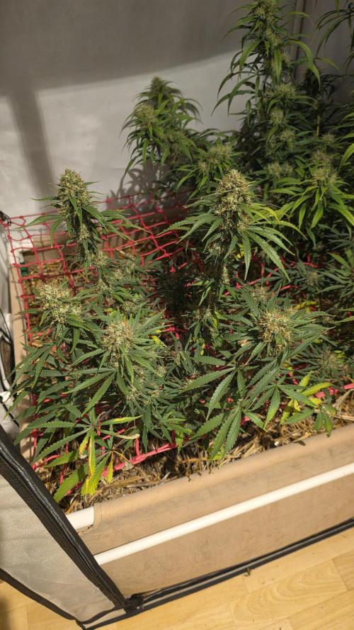 ACE once again. 3x Super Malawi Haze. Week 18 - SMH 3 Day 113