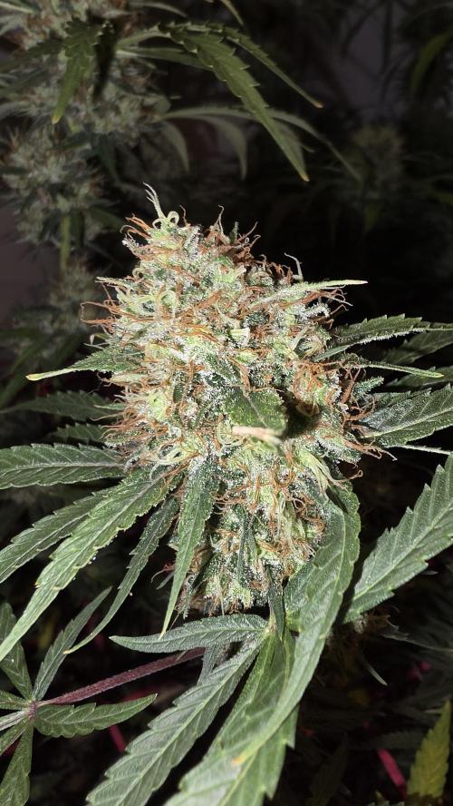 ACE once again. 3x Super Malawi Haze. Week 18 - SMH 3 Day 113