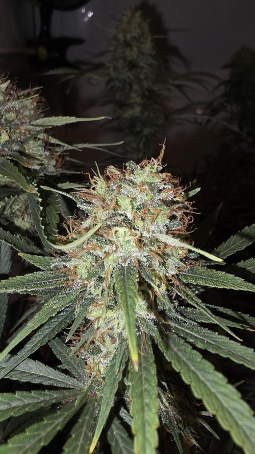 ACE once again. 3x Super Malawi Haze. Week 18 - SMH 3 Day 113