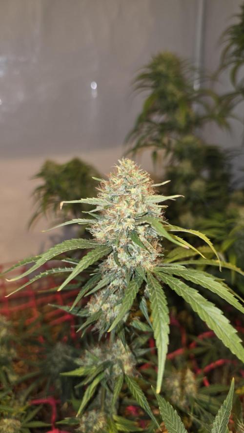 ACE once again. 3x Super Malawi Haze. Week 18 - SMH 3 Day 113