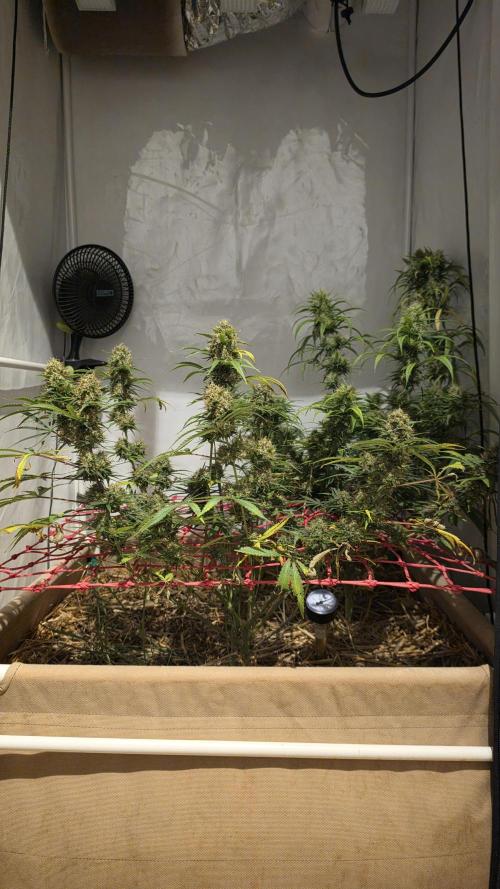ACE once again. 3x Super Malawi Haze. Week 18 - Day 115