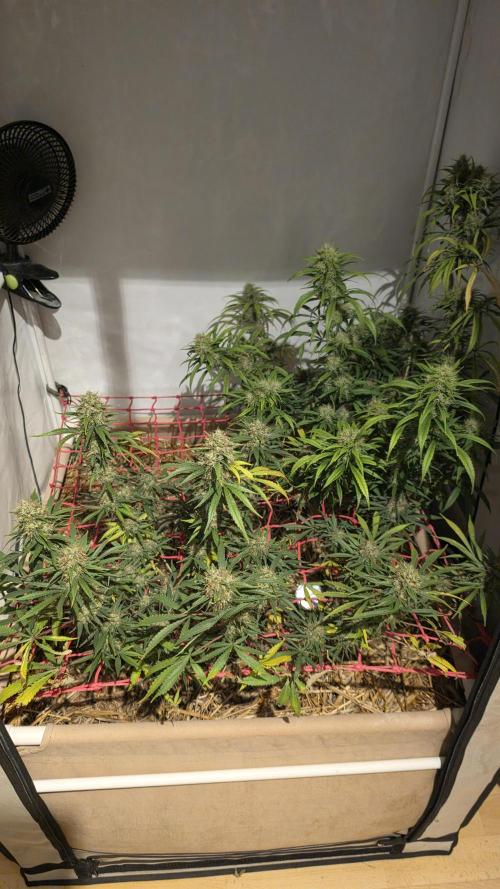 ACE once again. 3x Super Malawi Haze. Week 18 - Day 115