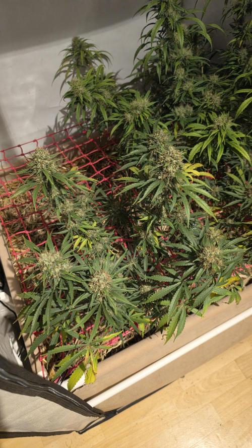 ACE once again. 3x Super Malawi Haze. Week 18 - SMH 3 Day 115