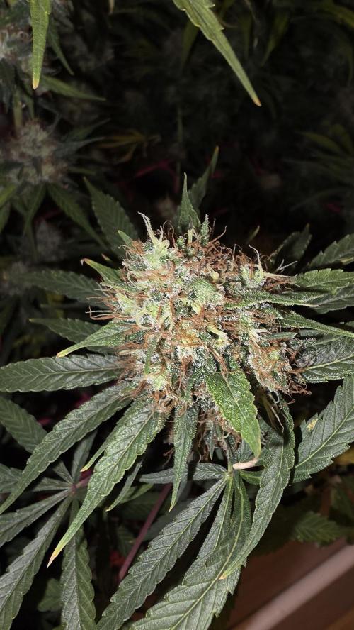 ACE once again. 3x Super Malawi Haze. Week 18 - SMH 3 Day 115