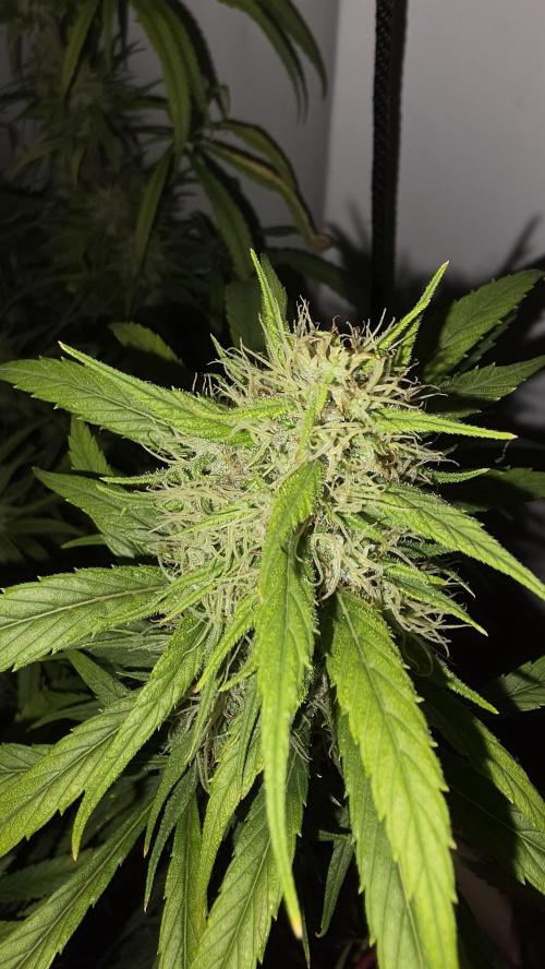 ACE once again. 3x Super Malawi Haze. Week 18 - SMH 2 Day 115
